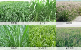 牧草制粒機——秸稈綜合利用系列(四)
